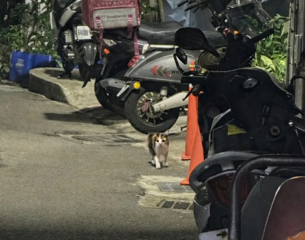 圖片來源:新北市政府