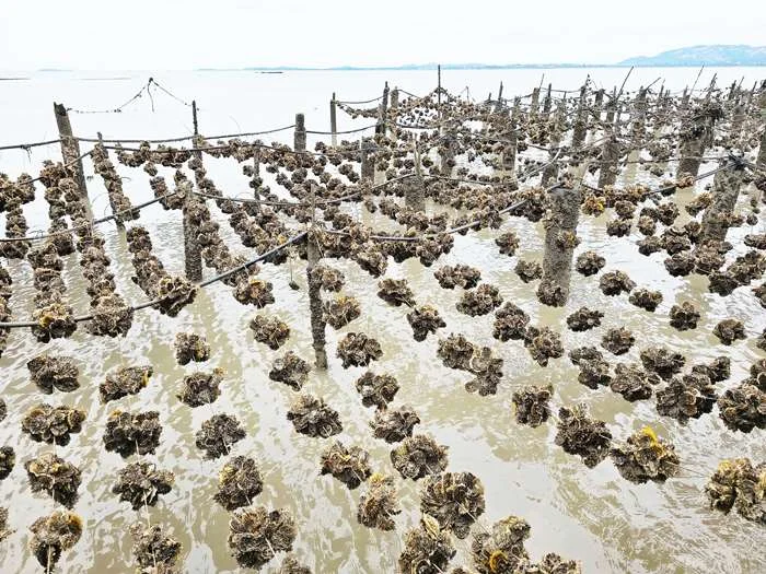 金門蚵農注意!116年蚵苗預購開跑 每戶最高可省將近兩萬