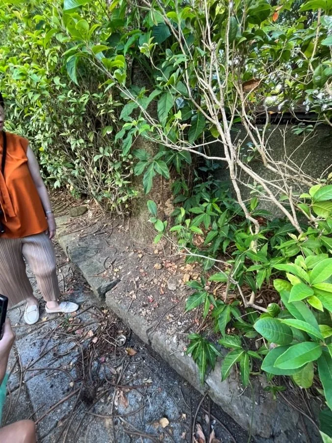 網傳木柵公園南洋杉無病遭砍?公園處闢謠:白蟻蛀蝕藏危機已移除