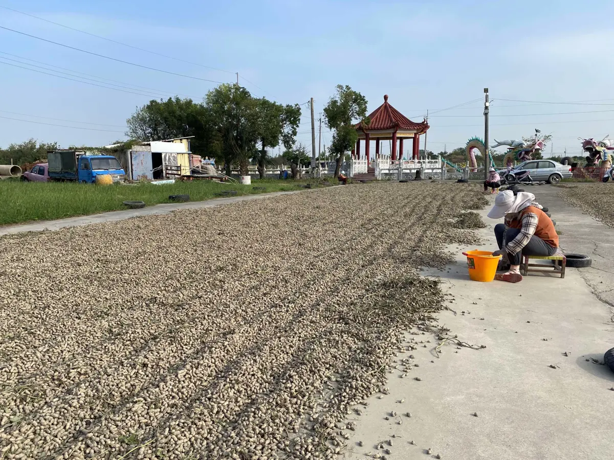 美豆零關稅衝擊!雲林花生農憂血本無歸 張麗善急喊中央提對策