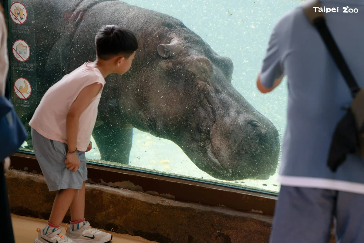 把握暑假最後週末!動物園夜間開放最終場 探秘河馬水陸生活與HIPPO困境