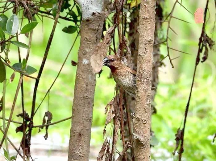 金門植物園驚見「小工程師」!斑文鳥叼長草忙築巢,超萌生態奇景必看