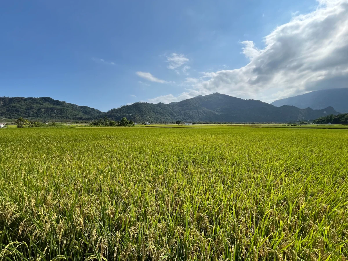 圖片來源:臺東縣政府