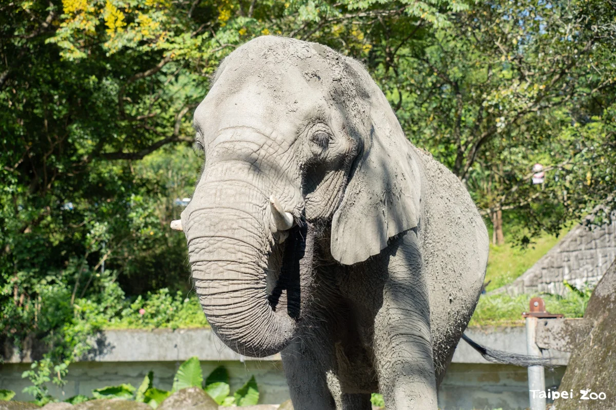 秋老虎發威!動物園送上「巨無霸蔬果冰」 明星非洲象大秀踩冰絕技