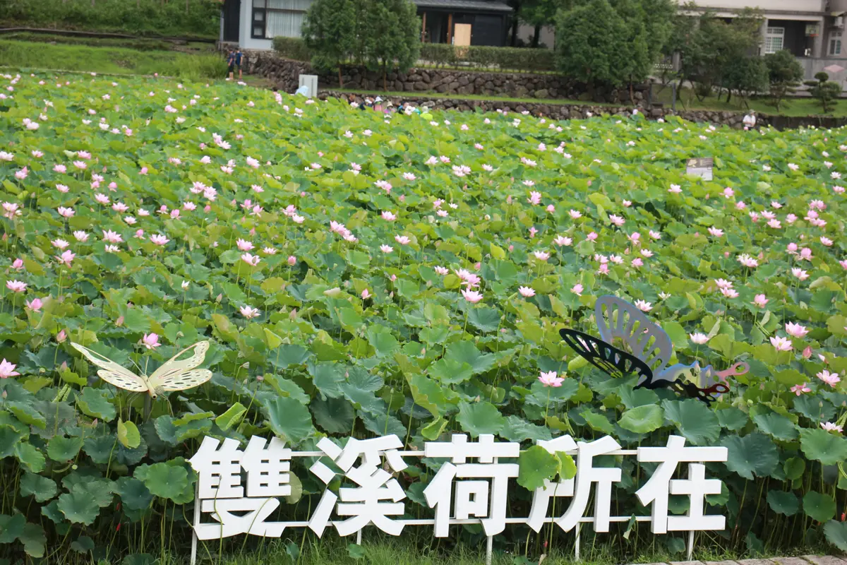 圖片來源:新北市政府