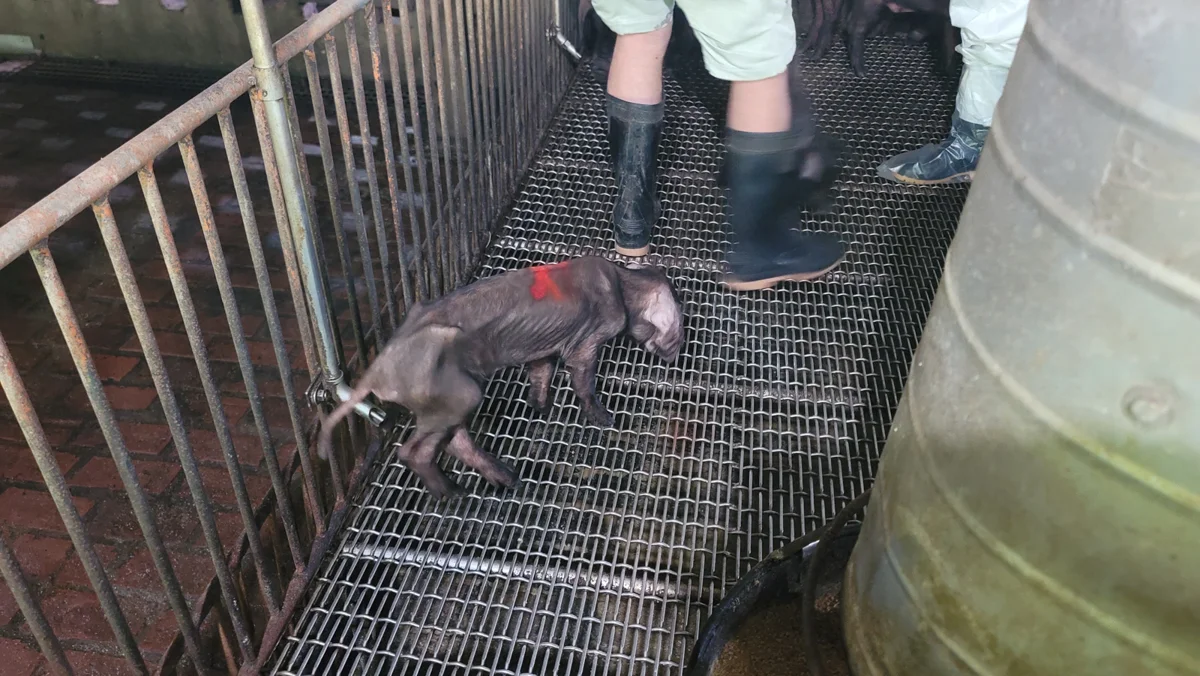 林口養豬場爆發仔豬下痢死亡！新北動保處揪出藍耳病元凶精準控制
