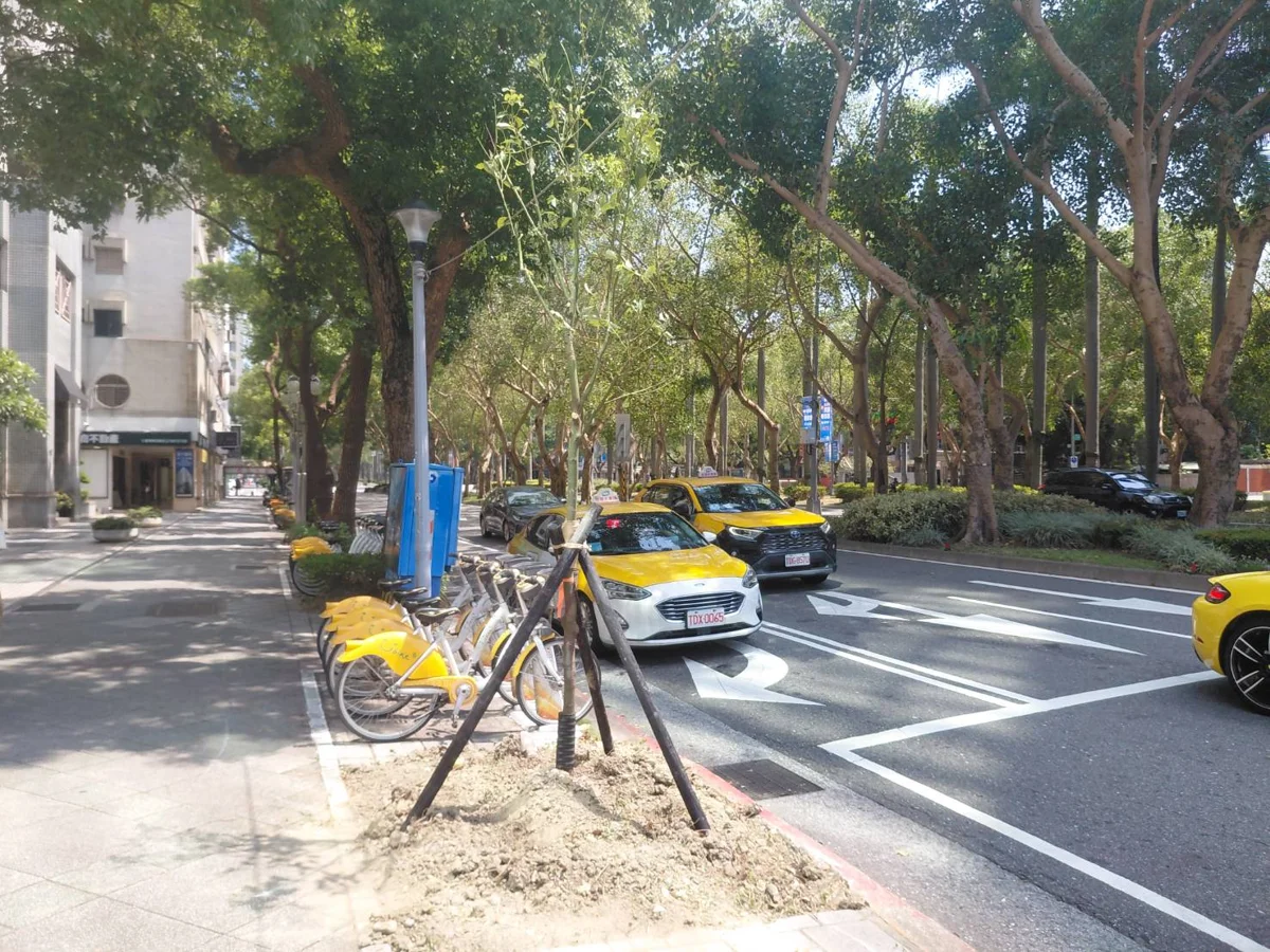 網傳仁愛圓環樹木遭濫砍？北市公園處澄清：染褐根病早在4年前移除並補植樟樹