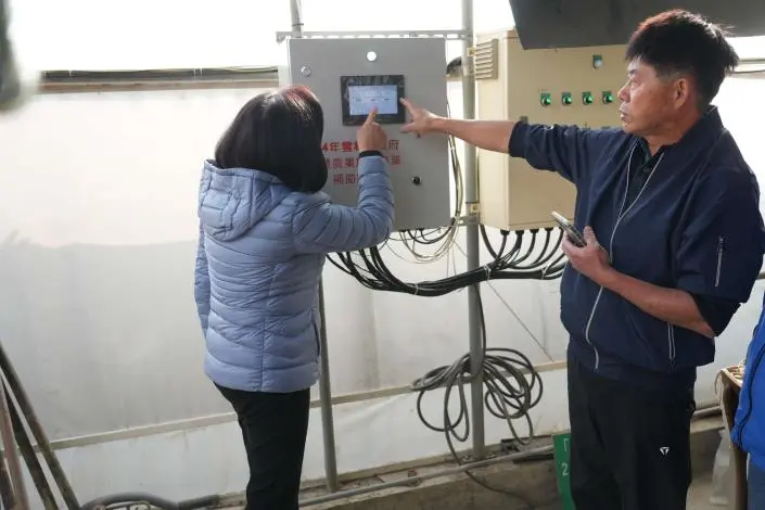 雲林智慧農業發威!斗六無花果良率飆升至95%,小農告別「看天吃飯」