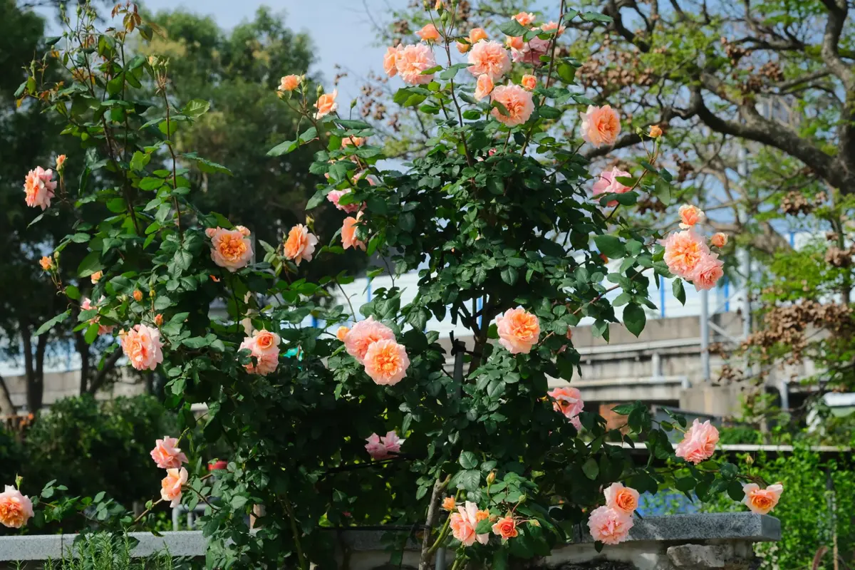 圖片來源:臺北市政府
