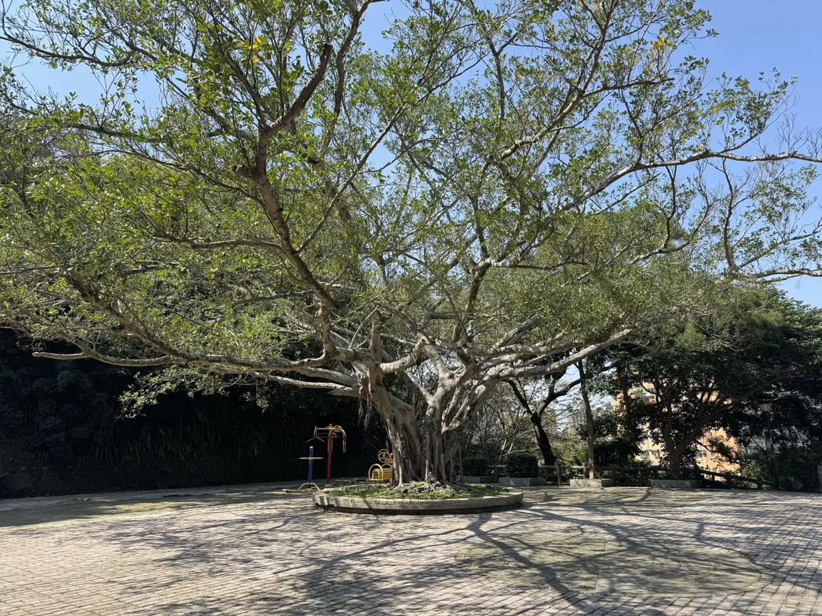 三峽鳶山變身親子劇場!6/6沉浸式生態冒險,邀小探險家走入故事森林