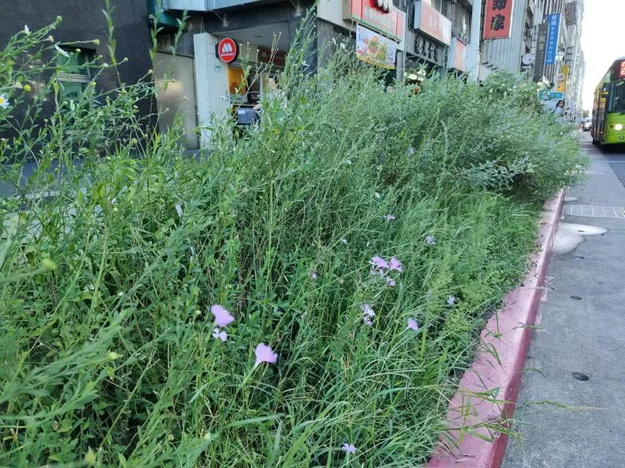 圖片來源:臺北市政府