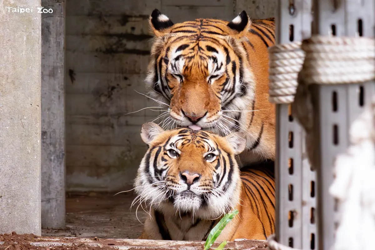 木柵動物園馬來虎情人節「送作堆」!直擊母老虎 Shima 發情限定的溫柔樣貌
