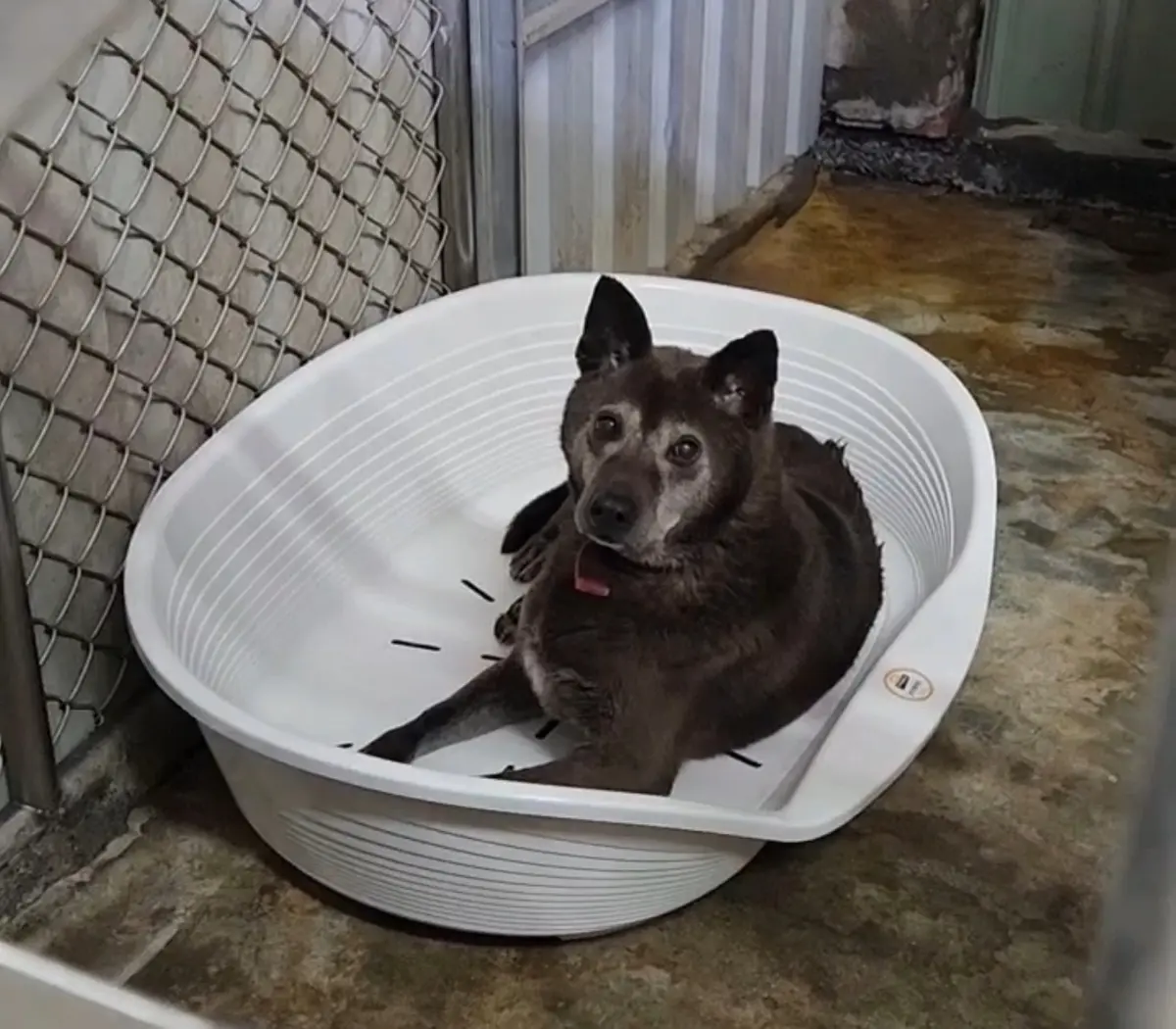 三芝動物之家對抗「小基隆」潮濕氣候！添購保暖床、導入專業訓犬，毛寶貝收容品質大升級