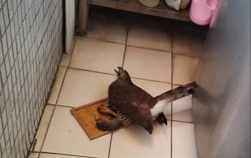 中和驚見「捕鼠高手」慘遭黏鼠板困住!保育類鳳頭蒼鷹落難 動保處急救援