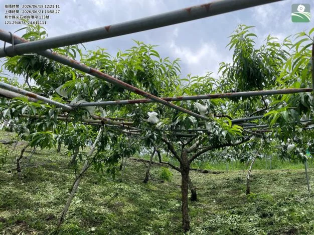 尖石鄉水蜜桃受豪雨災損！每公頃救助14萬，申請期限、條件懶人包一次看