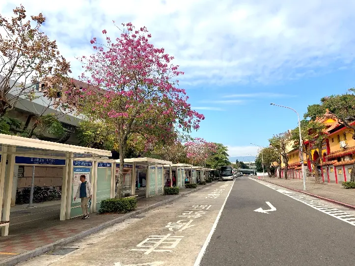 台北粉紅花海現身!圓山玉門街「洋紅風鈴木」浪漫盛開,賞花攻略一次看