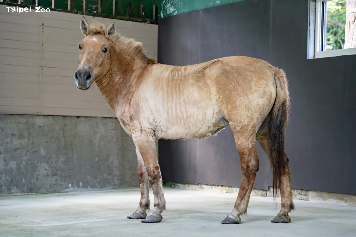 蒙古野馬搬新家!北市動物園擴建新展區,兩處地點都能看見帥氣身影