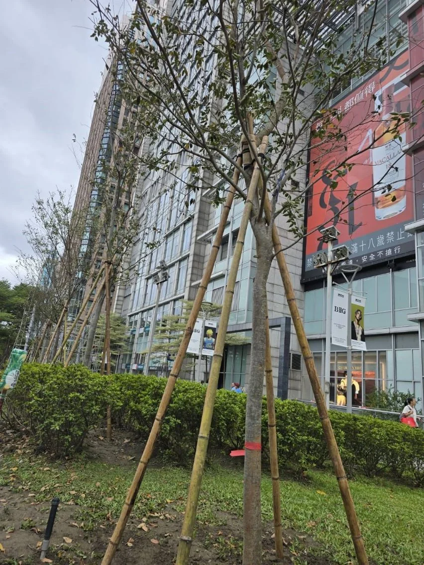 信義誠品前大樹消失為廣告?公園處澄清:公安考量已改植原生櫸木