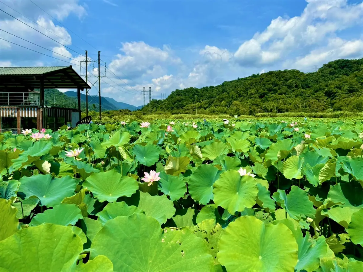 圖片來源:新北市政府