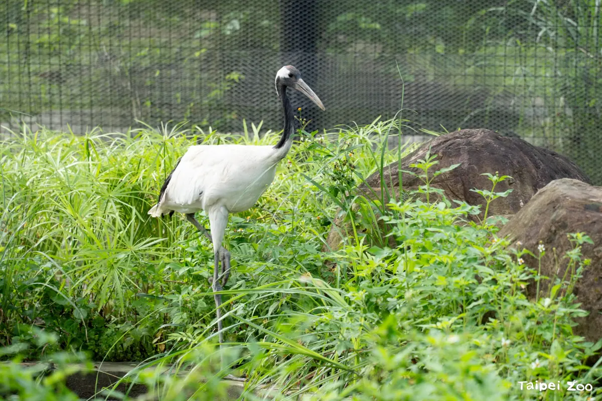 圖片來源:臺北市政府