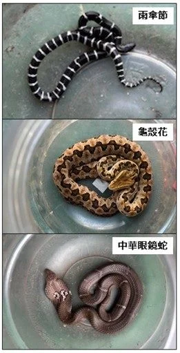 秋天登山健行注意!7至11月虎頭蜂活躍期 北市動保處教戰防蜂防蛇安全守則