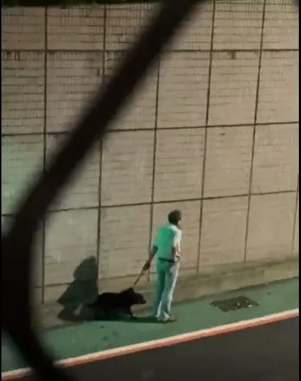 文山區驚魂!惡犬衝出家門攻擊路人與小狗 兩飼主拉架掛彩送醫