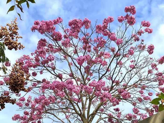 圖片來源:臺北市政府