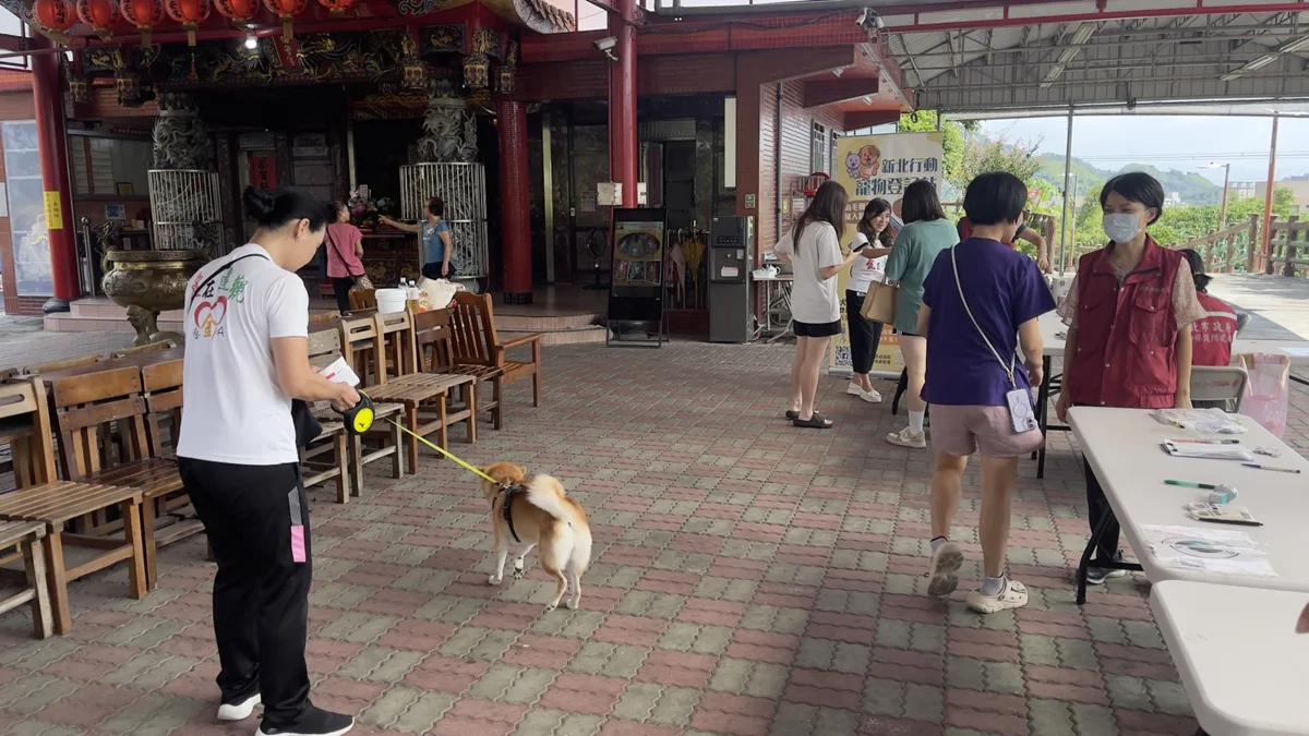 黃金獵犬獨自蹓躂惹議!五股飼主神隱吞8.3萬罰單