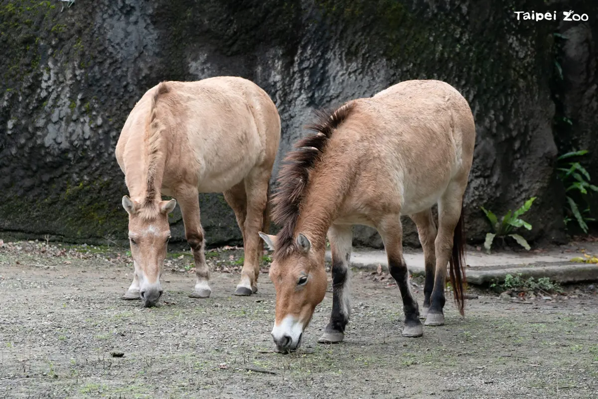 「野外滅絕」奇蹟重生!北市動物園喜迎馬年,揭密全球唯一「真野馬」保育內幕