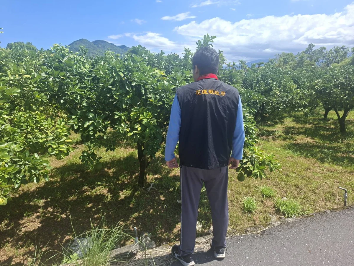 每公頃救助9.5萬元！光復鄉文旦柚受乾旱農損，7月11日起開放現金救助申請