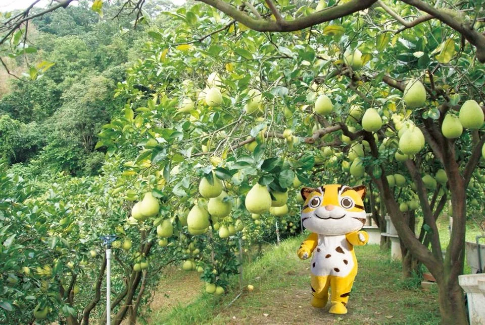 圖片來源:苗栗旅遊網-活動