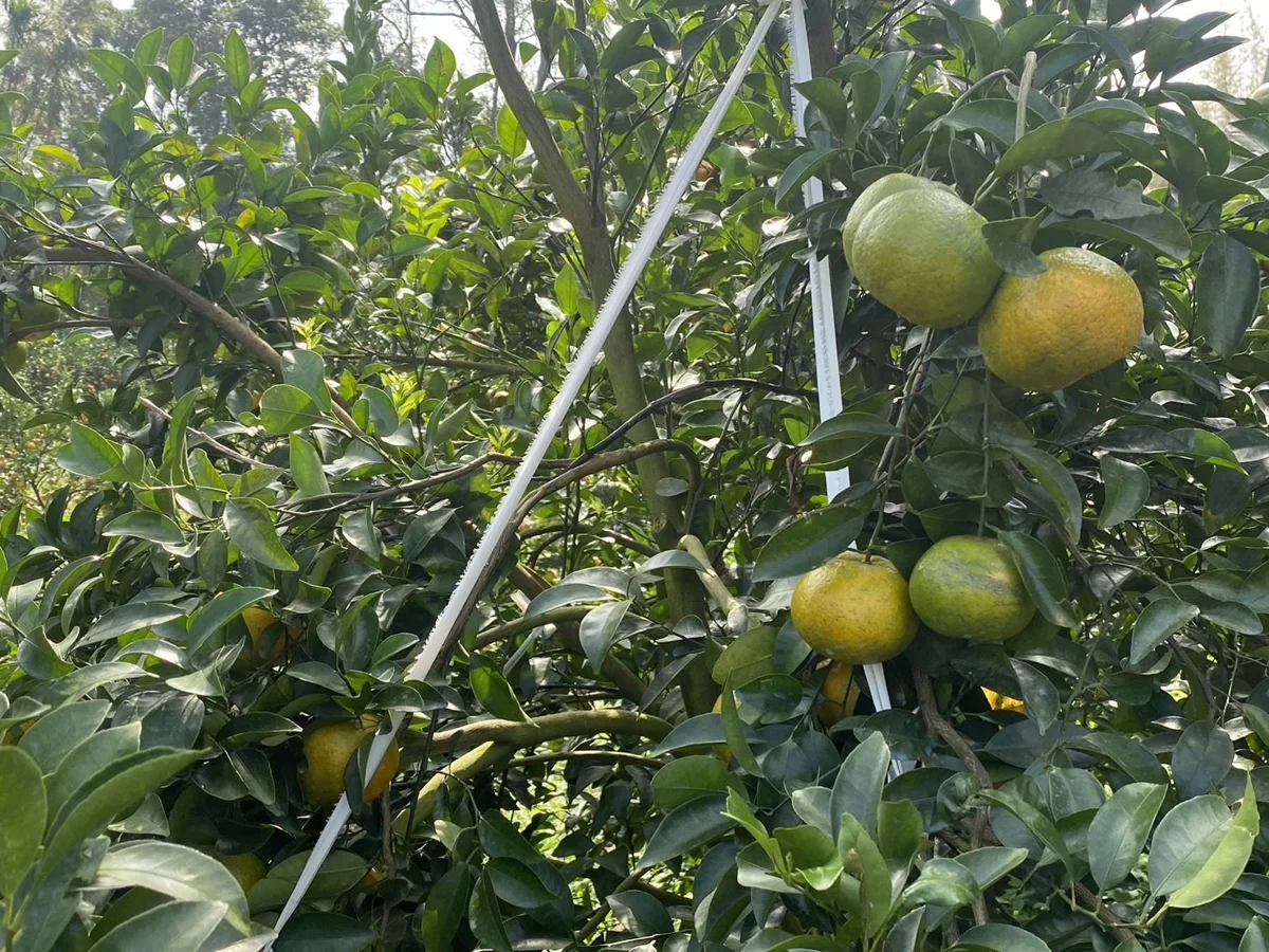 圖片來源:新竹縣政府