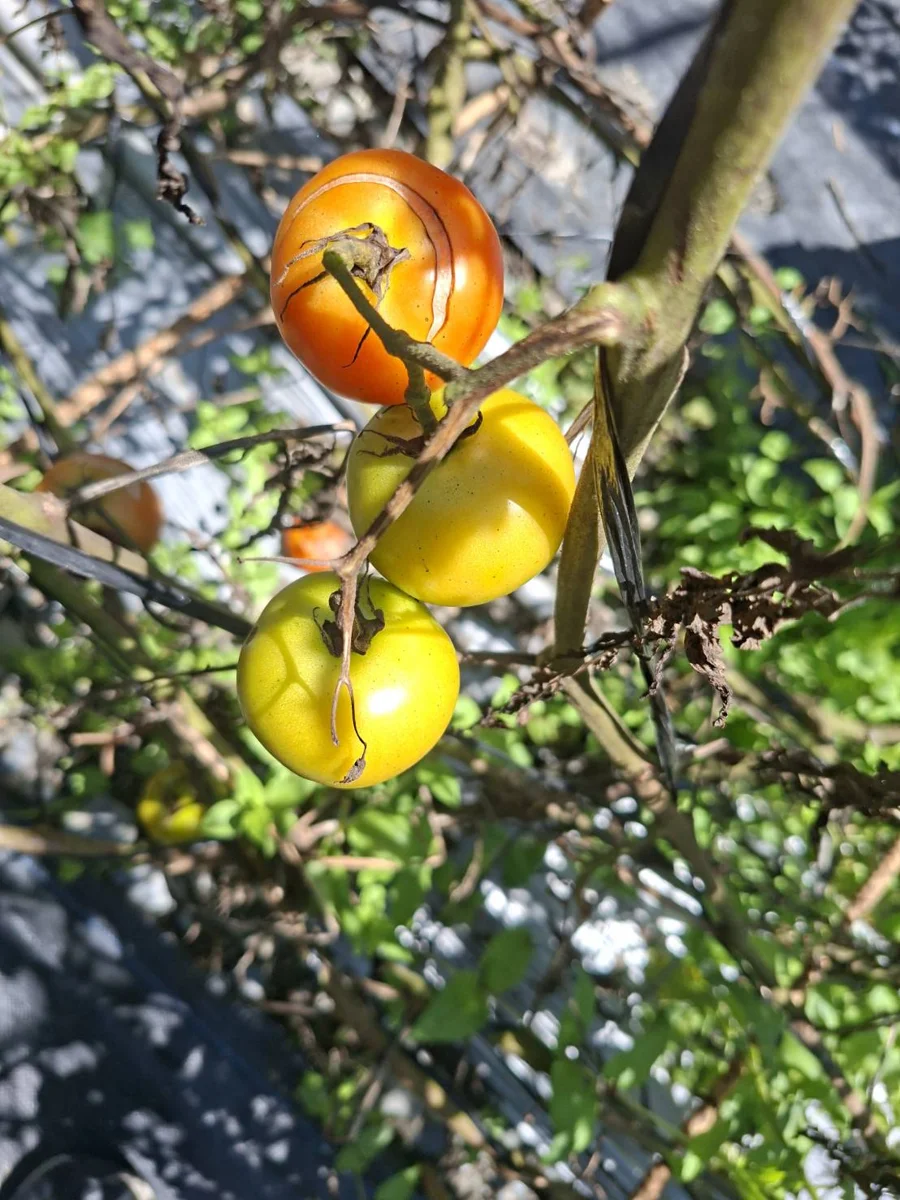 圖片來源:花蓮縣政府