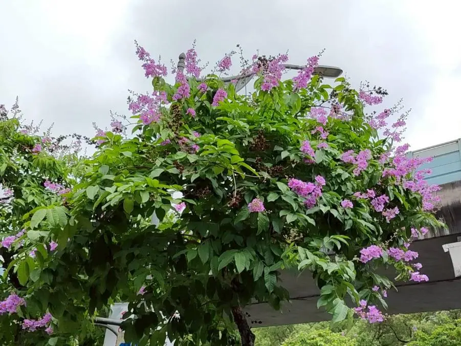 圖片來源:臺北市政府
