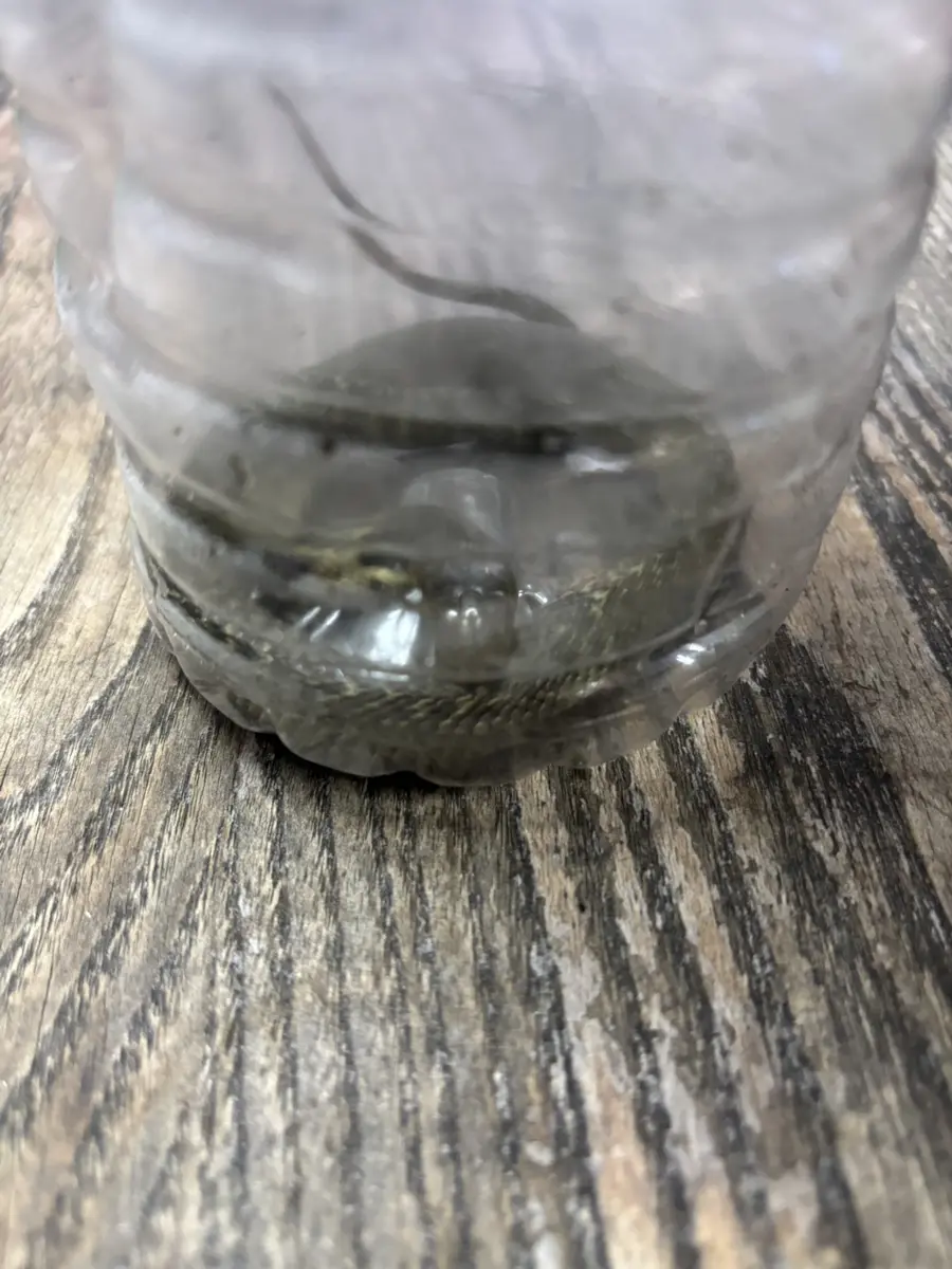 台中「眼鏡蛇」突襲!清潔隊員神救援,武器竟是回收寶特瓶