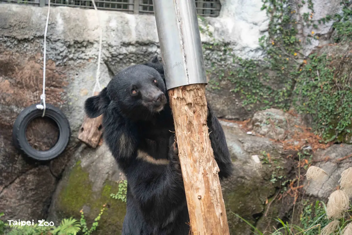 北市動物園黑熊「黑輪」新玩具!「晃晃柱」挑戰覓食極限,站姿太像工讀生引熱議