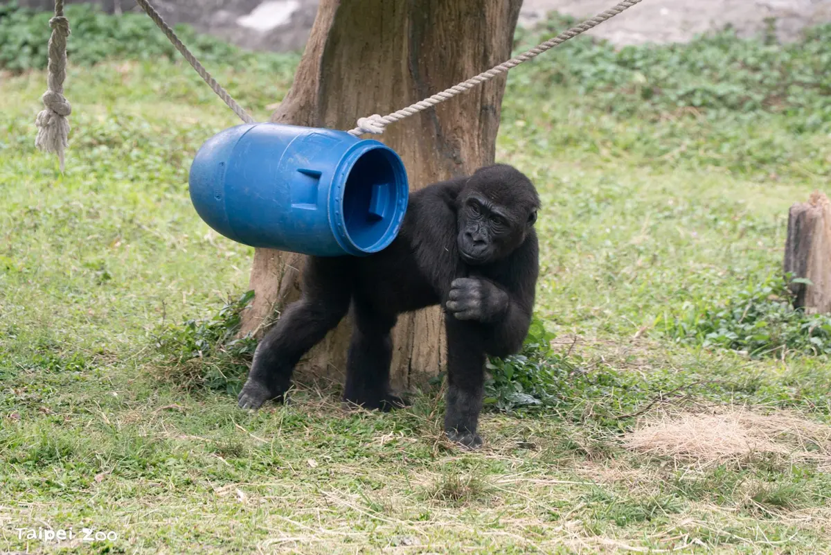 文山區動物園兒童節新玩法!直擊大猩猩兄弟「Jabali」與「Ringo」的CHILL豪宅生活