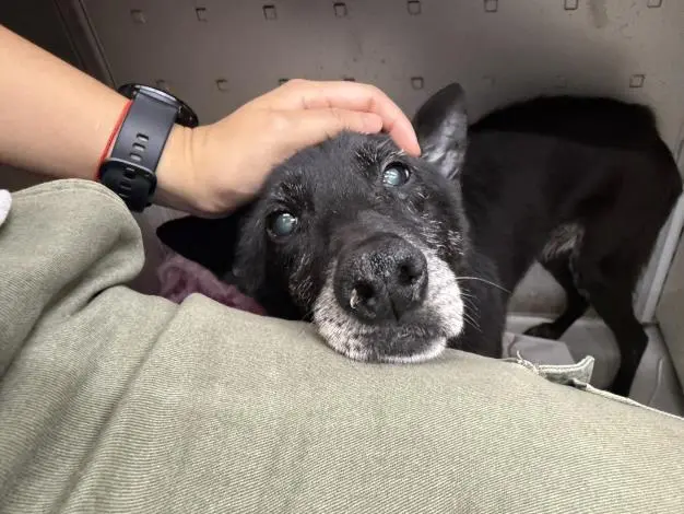 高齡毛孩找家!流浪黑犬「阿嬤」蛻變重生,北市動物之家推認養加碼福利