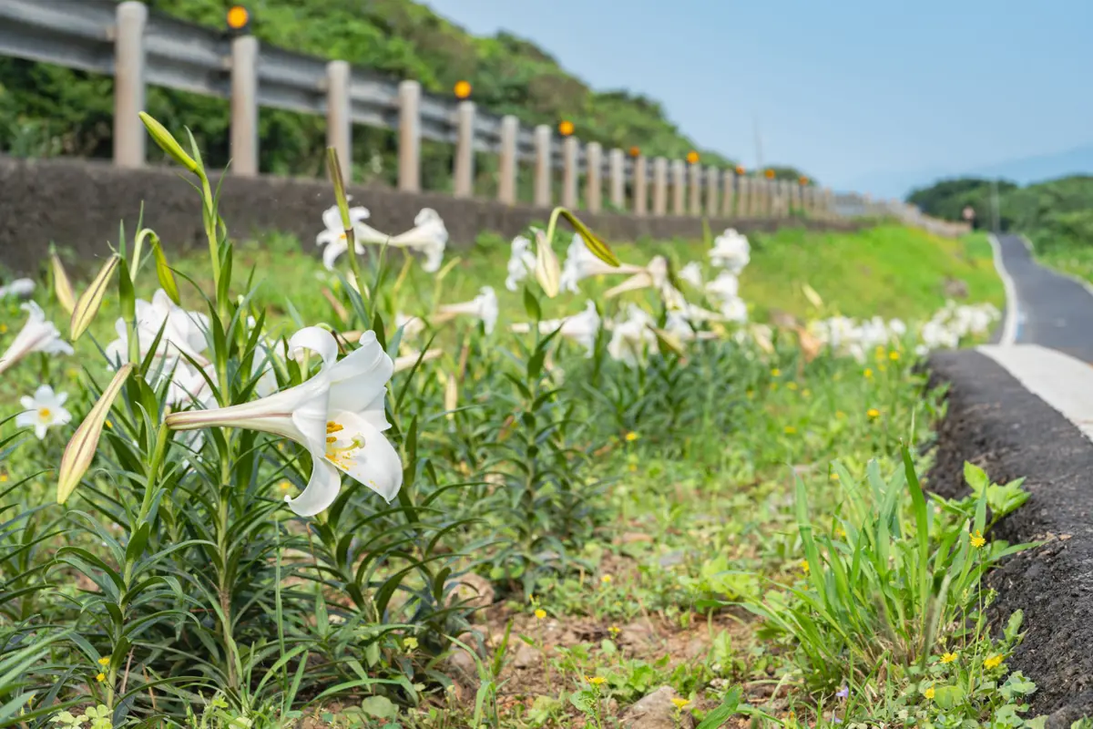 新北「純白花海」大爆發!2026臺灣百合賞花攻略,7大秘境點亮青春山海線