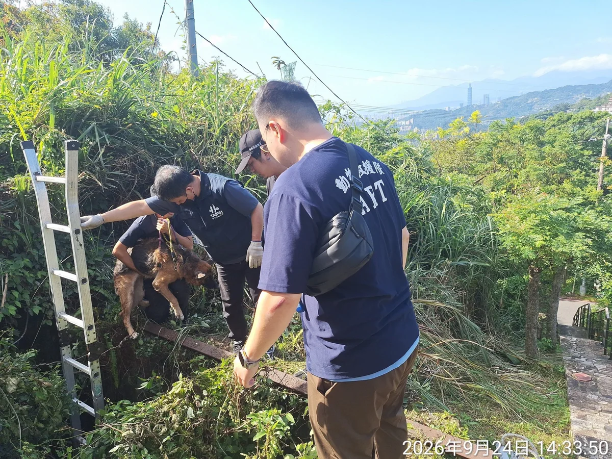 文山區茶路古道老黑狗受困2.5公尺深洞！北市動保處架梯救援 盼飼主出面領回