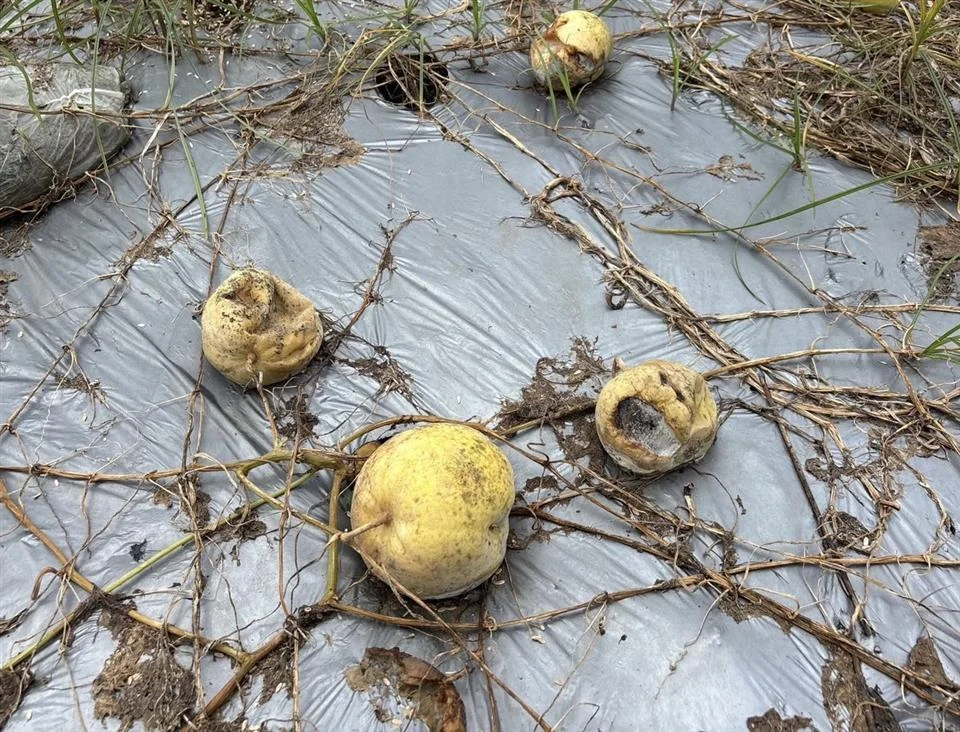 彰化農作物豪雨受損嚴重！縣府急爭取現金救助 籲農友遇災速通報