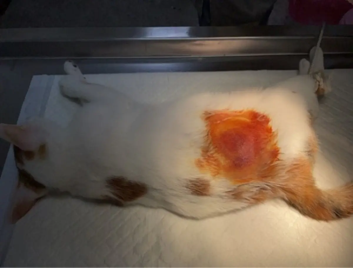 高齡犬貓罹癌風險大增!新北毛孩絕育補助開跑,飼主必看申請攻略