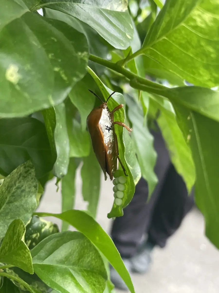 圖片來源:宜蘭縣政府