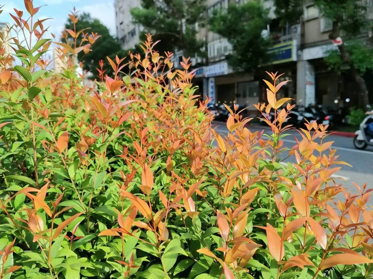 台北秋日街景換新裝!和平東西路「長紅木」嫩芽染紅分隔島