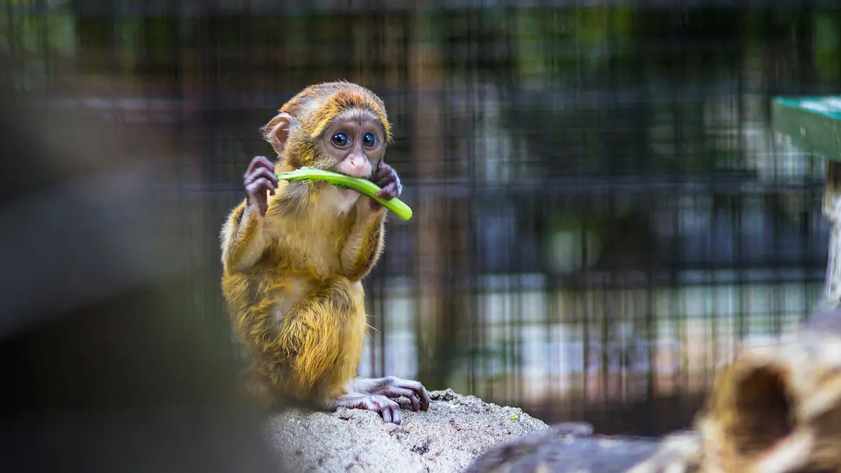 大阪親子遊求推薦!除了動物園,大家還知道哪些能近距離跟動物互動的地方嗎?