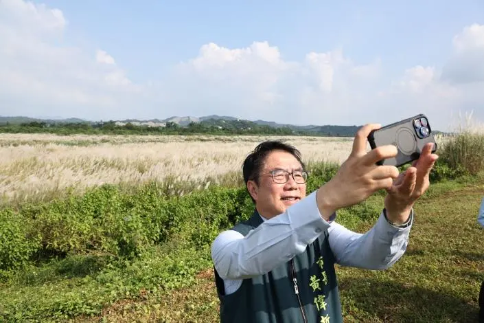 大內九月雪登場！曾文溪畔甜根子草花海盛開，市長黃偉哲邀你中秋連假打卡