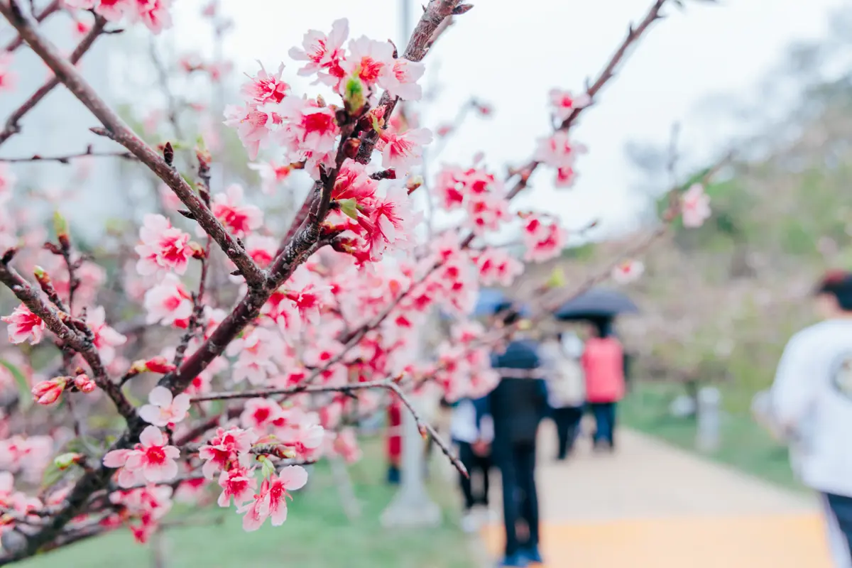 圖片來源:新竹市政府