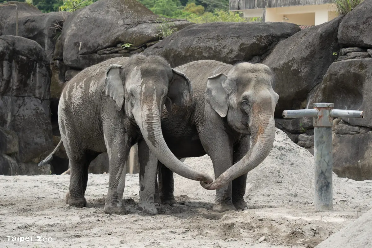 史上首次!北市動物園上演亞洲象、非洲象「世紀同框」,緊張互動全直擊