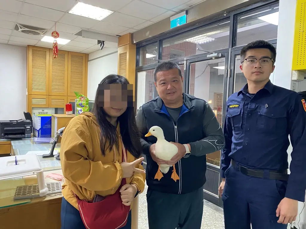 天降萌鴨！嘉義女懷中驚見「柯爾鴨」 警民聯手助牠逃過薑母鴨危機