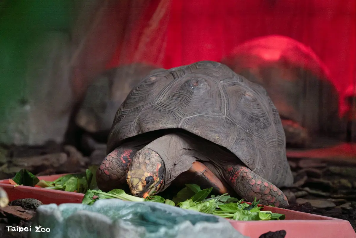 北市動物園驚見「溫泉」仙境?直擊穿山甲館禦寒奇招,熱帶動物暖萌過冬!